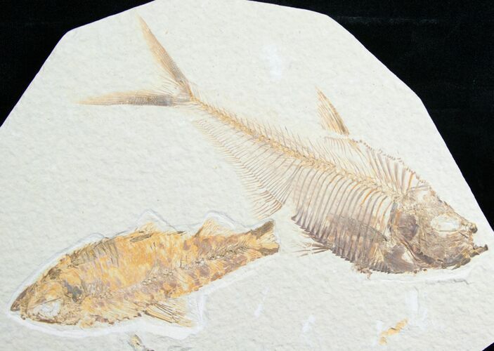Diplomystus & Knightia Fossil Fish Plate #5482